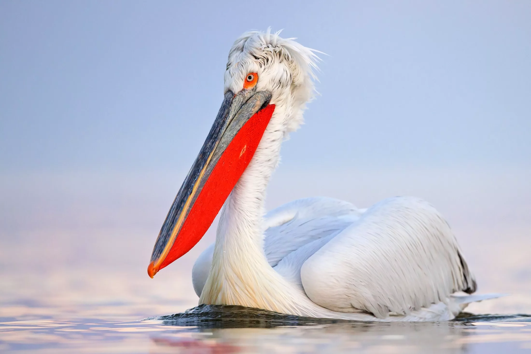 The,Dalmatian,Pelican,(pelecanus,Crispus)
