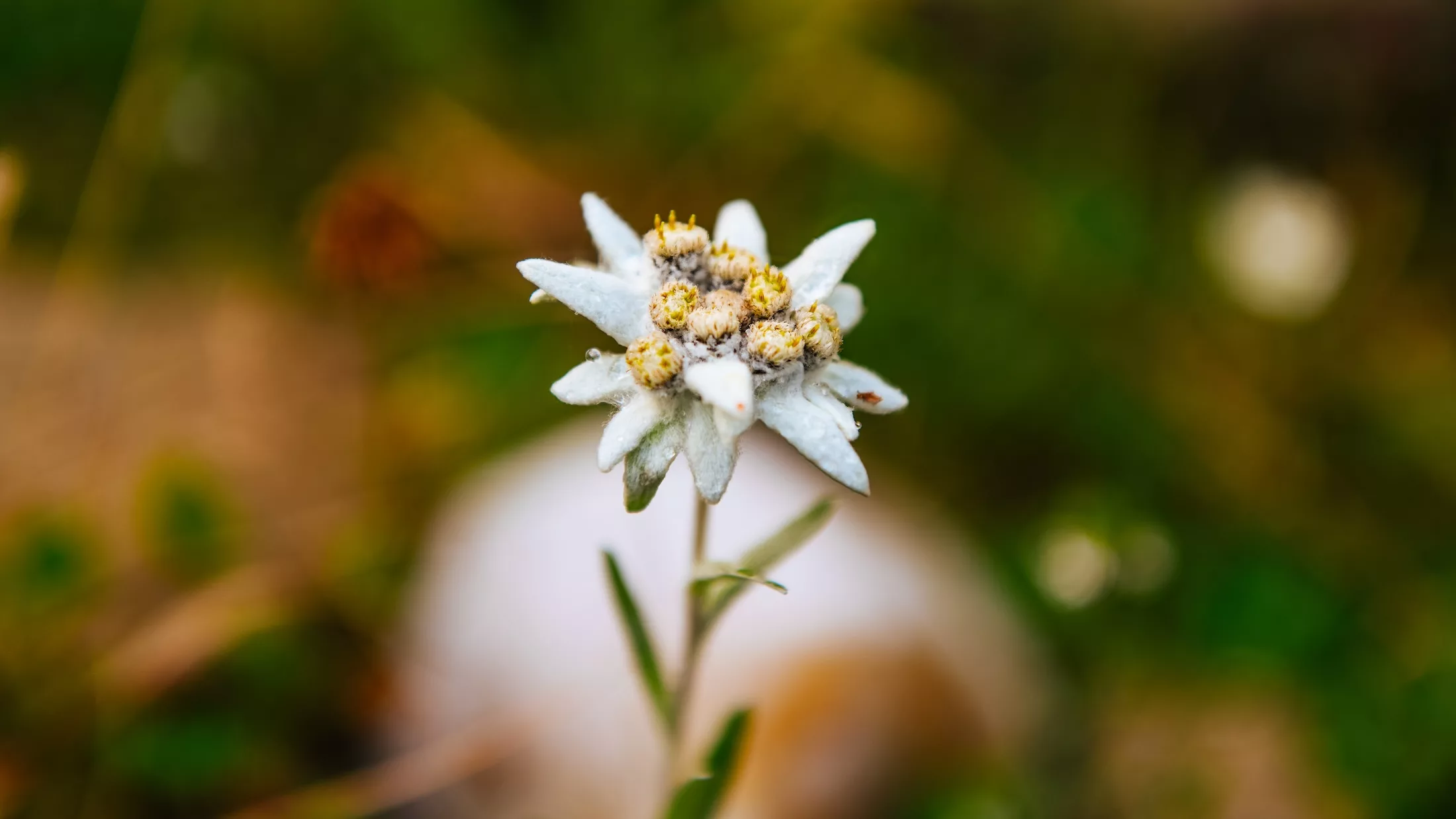 Close up detail view of Edelweiss Flower - Leontopodium alpinum in the Romanian Mountains