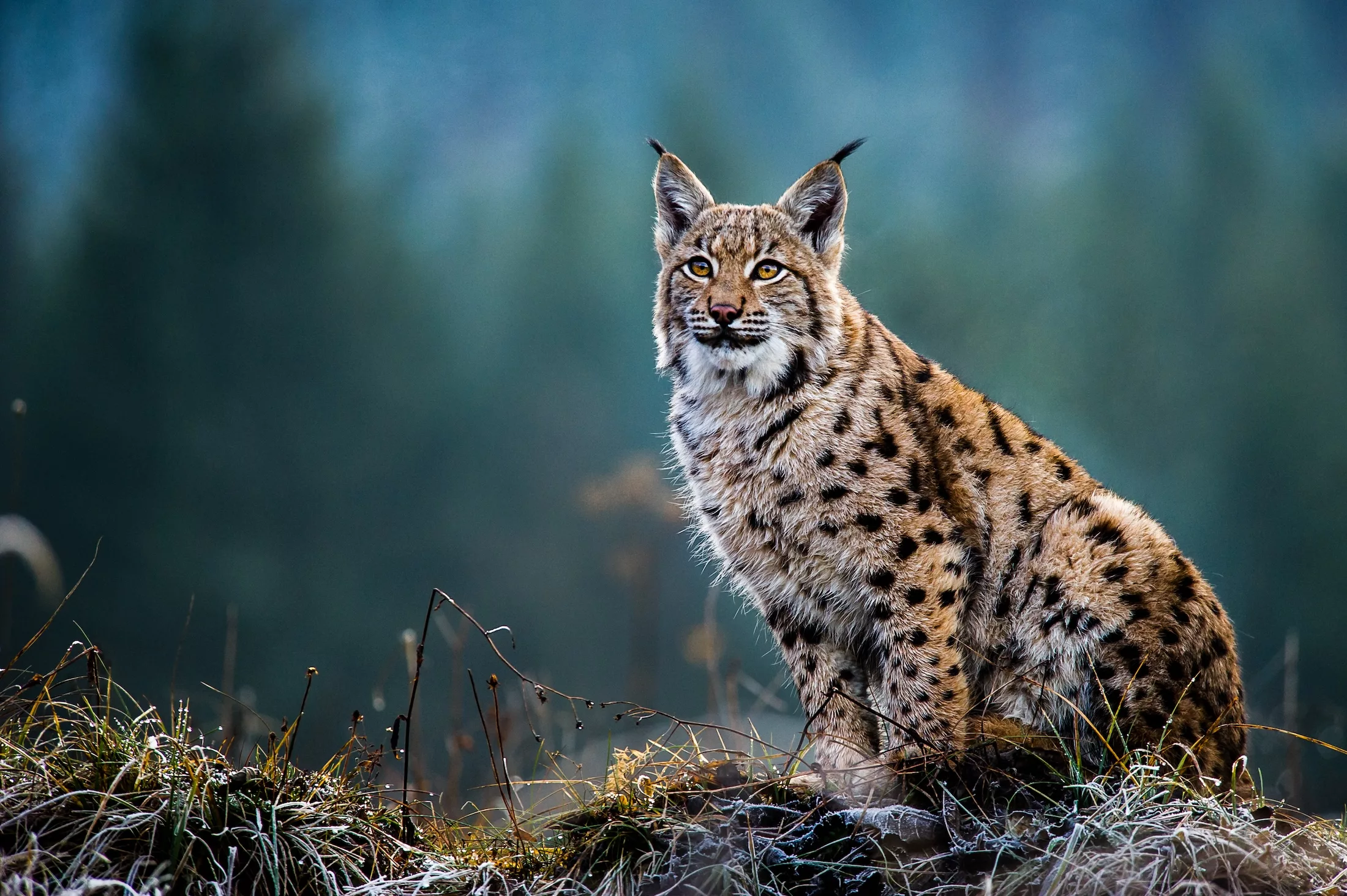Eurasian Lynx