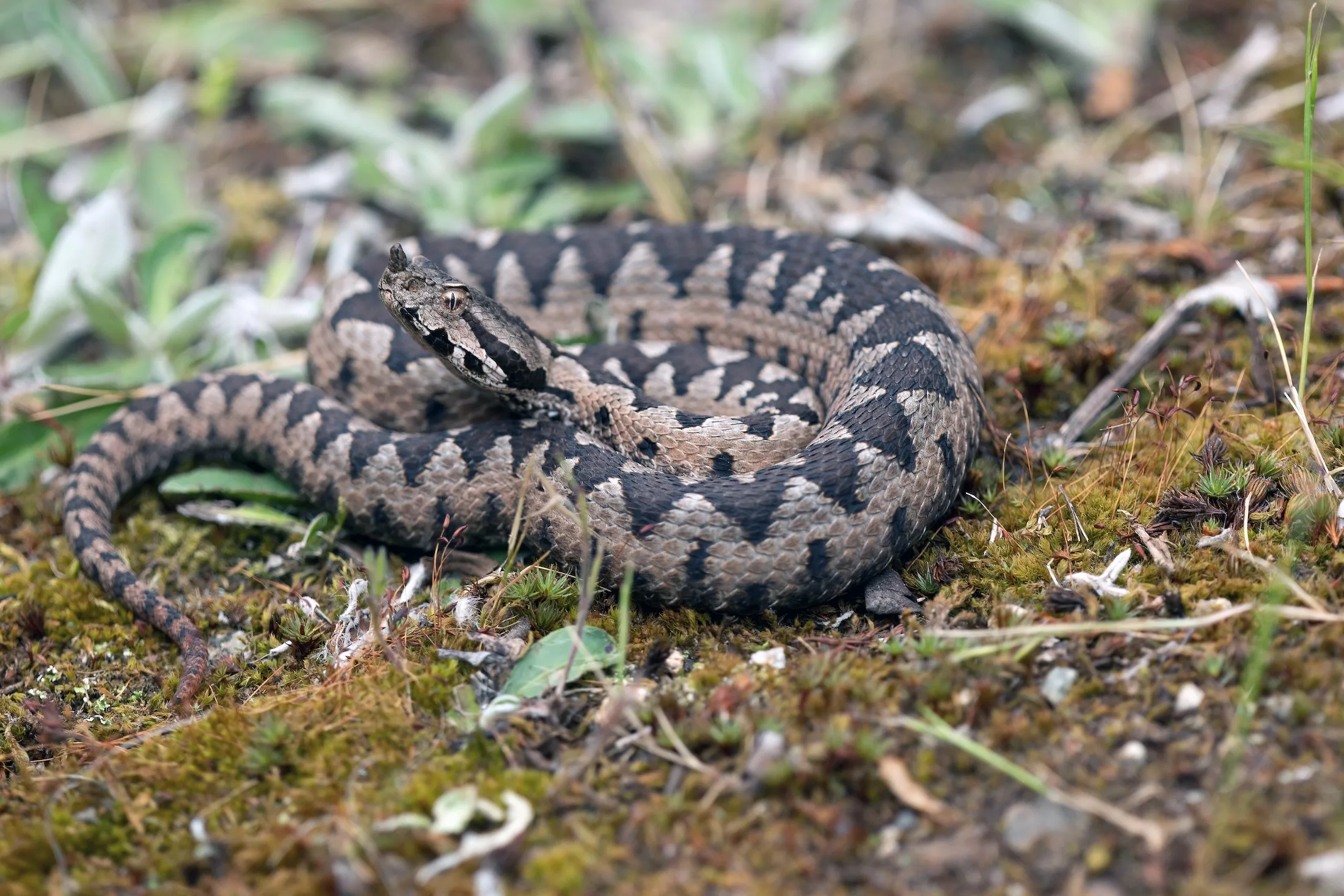 Close-up of a young male nose-horned viper (Vipera ammodytes). Photo taken in 31st of May 2021, in the National Park Domogled-Cernei Valley, Romania.