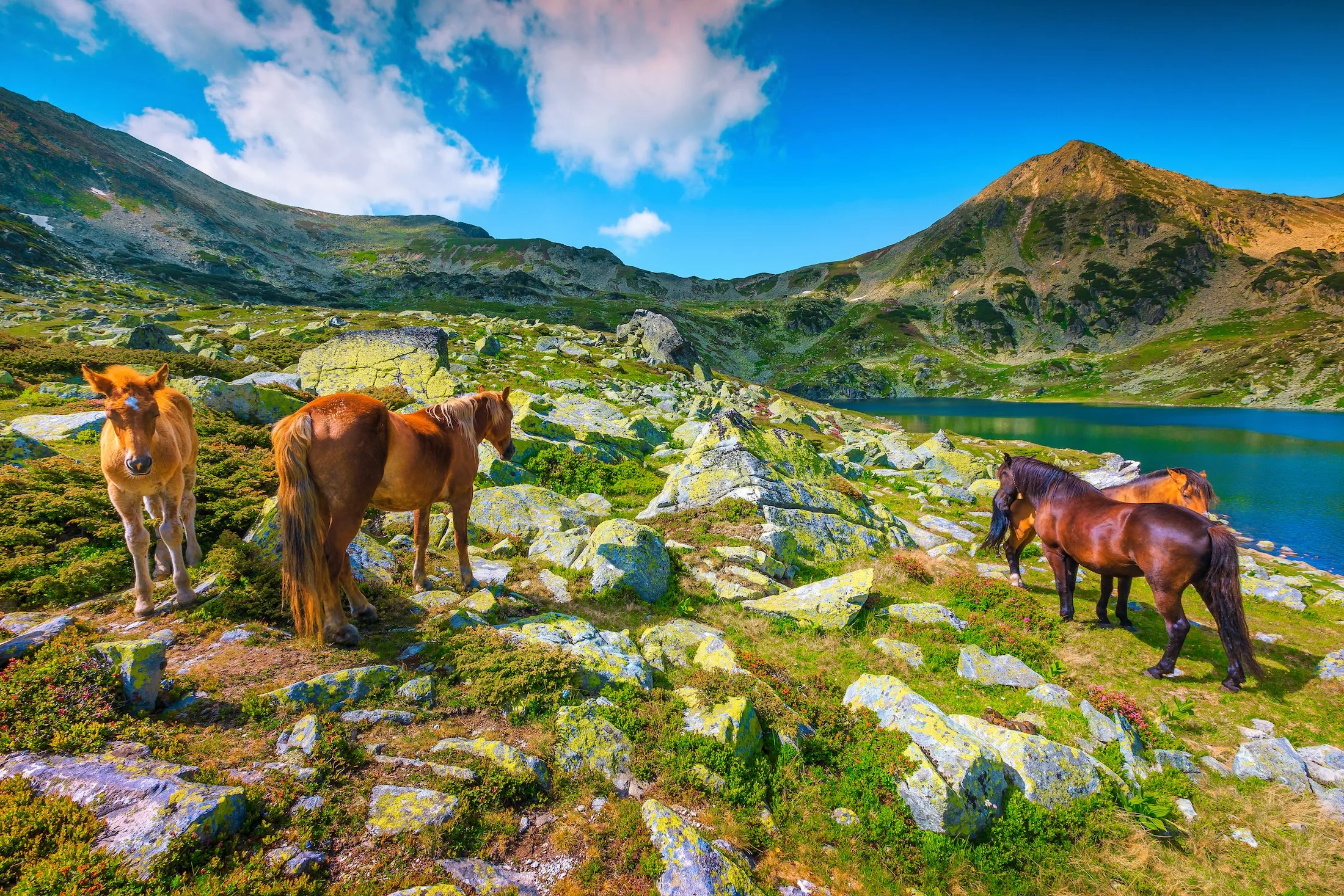 Panoramic summer landscape, horse herd in pasture near Bucura alpine lake. Mare and foal grazing near pupular touristic pond, Retezat mountains, Carpathians, Transylvania, Romania, Europe