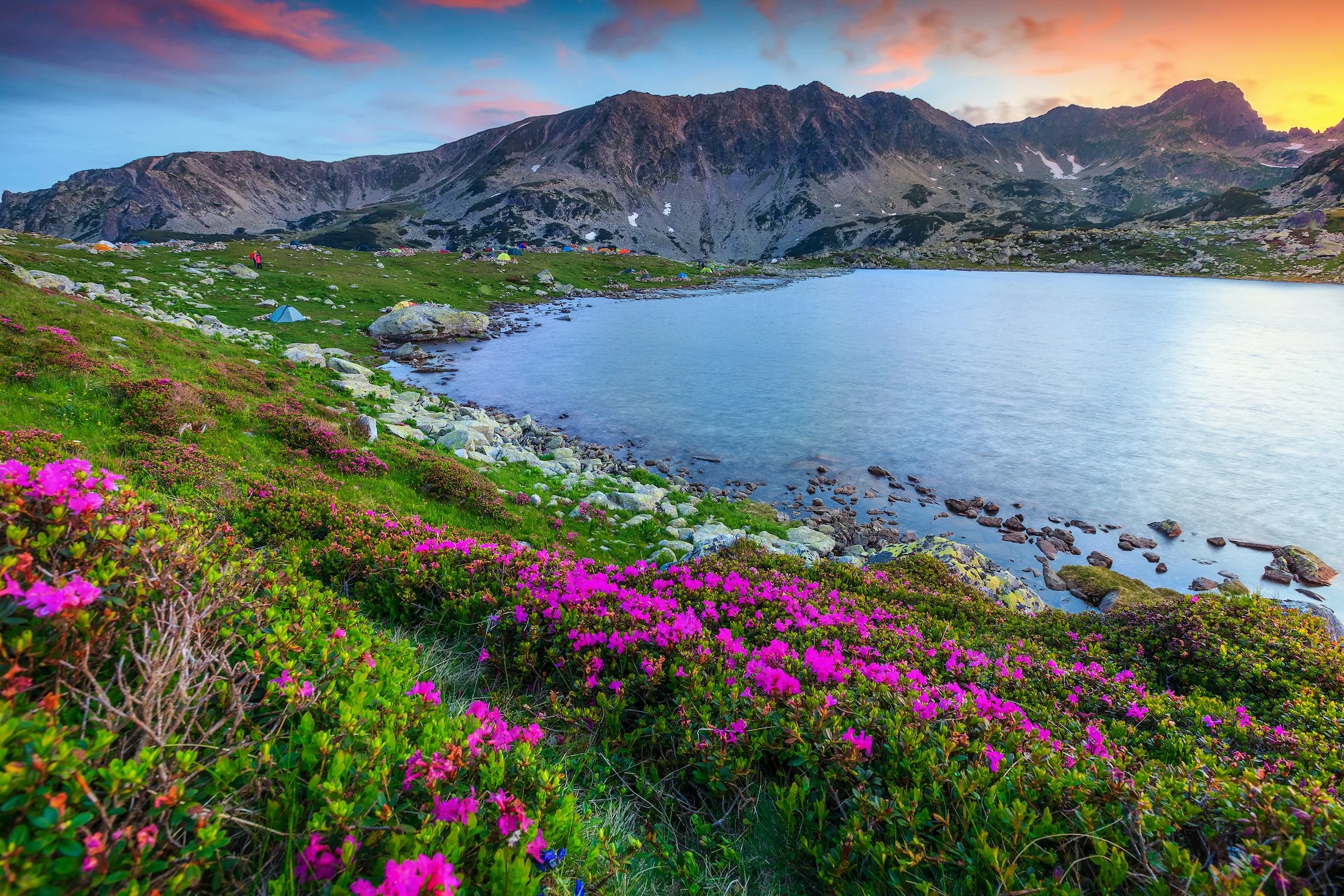 Amazing sunset landscape, camping place near alpine Bucura lake. Pink rhododendron mountain flowers and colorful sky with glacier lake, Retezat mountains, Carparhians, Transylvania, Romania, Europe