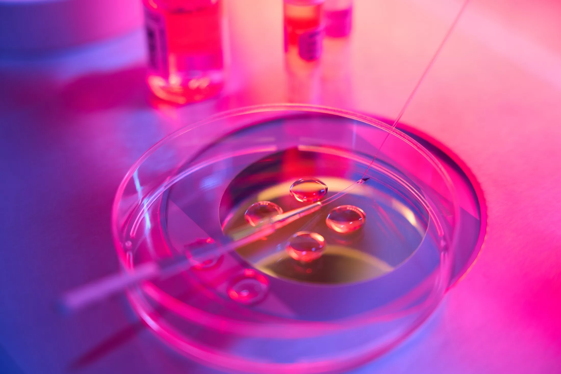 embryos